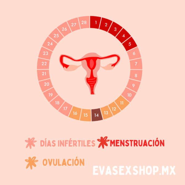 CALENDARIO SOBRE LAS FASES DEL PERIODO MENSTRUAL