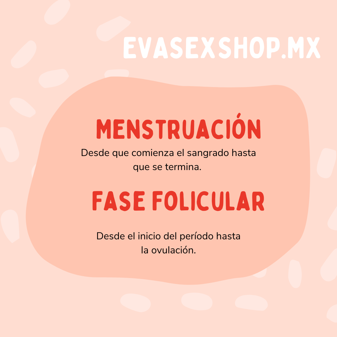 FASE FOLICULAR DEL CICLO DE LA MUJER